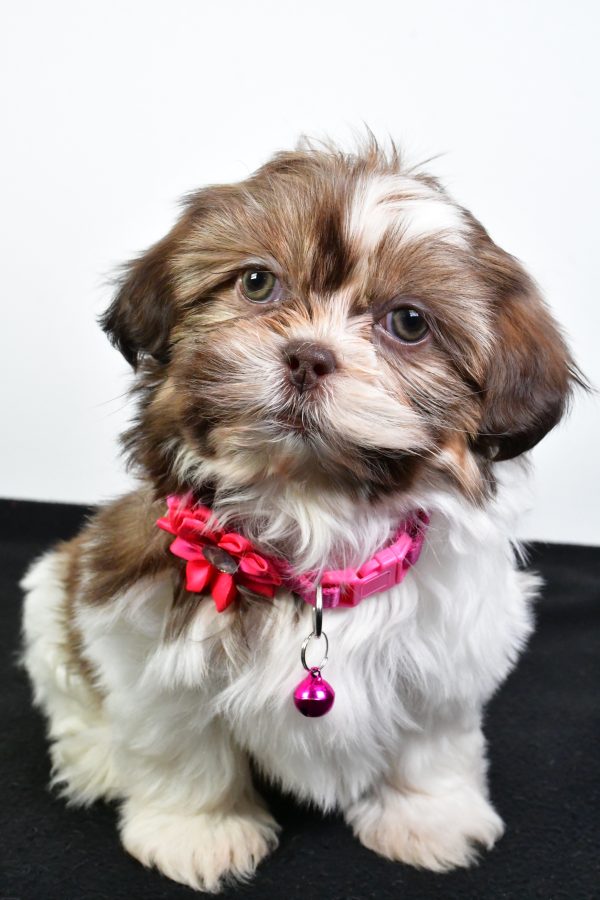 Miss Jana The ShihTzu - Image 4