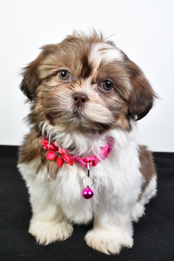 Miss Jana The ShihTzu - Image 3