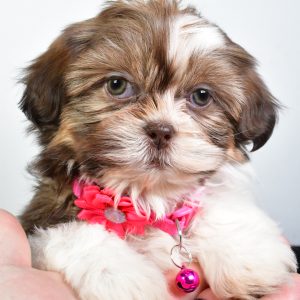 Miss Jana The ShihTzu