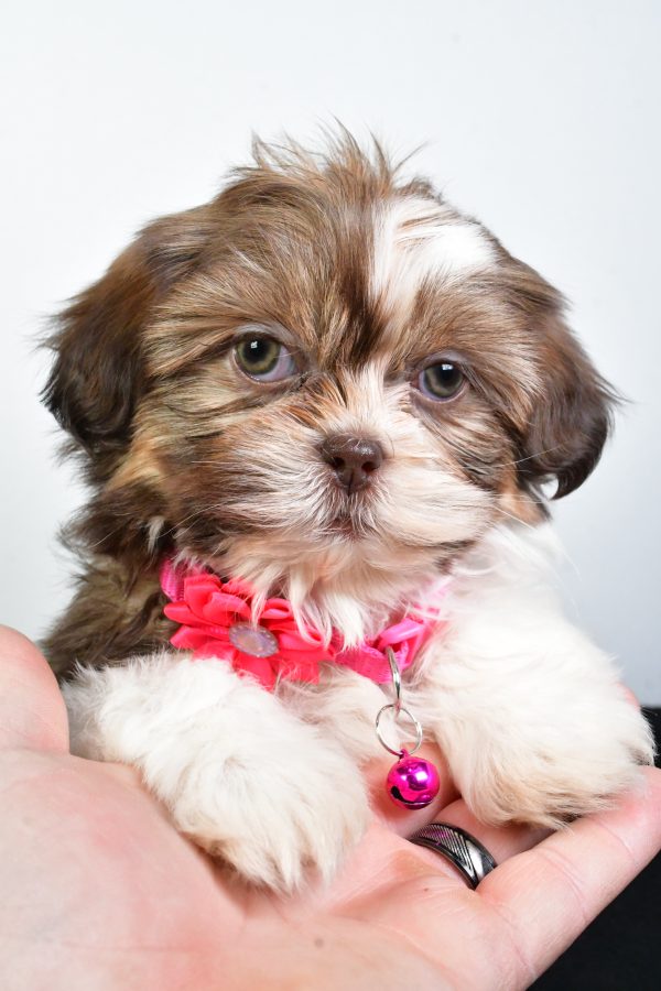 Miss Jana The ShihTzu
