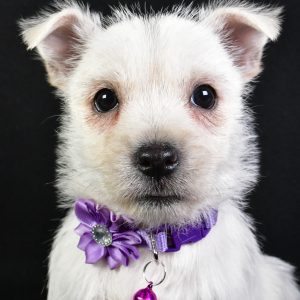 Miss Whitney The Cairn Terrier