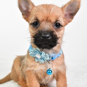 Miss Willa The Cairn Terrier