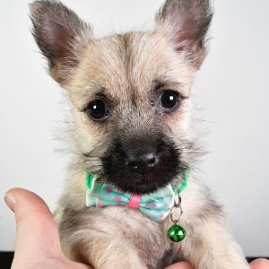 Mr. Winston The Cairn Terrier