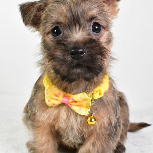 Mr. Wally The Cairn Terrier