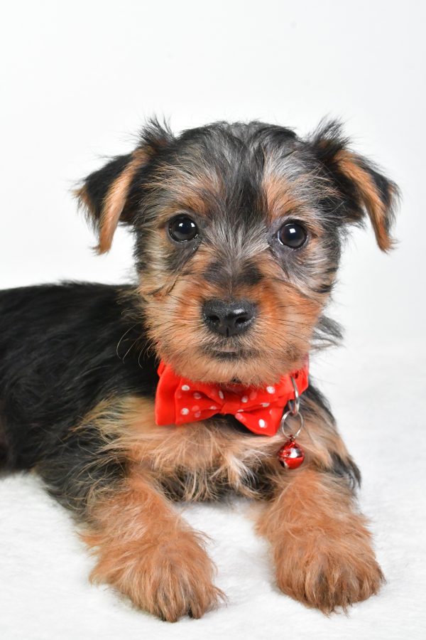 Mr. Elmo The Yorkshire Terrier - Image 3