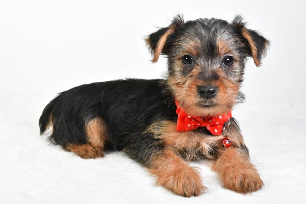 Mr. Elmo The Yorkshire Terrier - Image 7