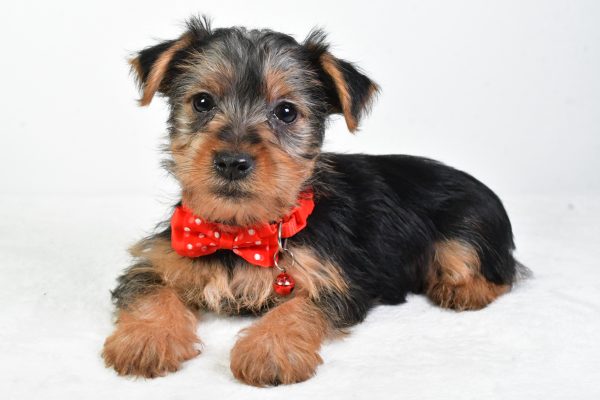 Mr. Elmo The Yorkshire Terrier - Image 6