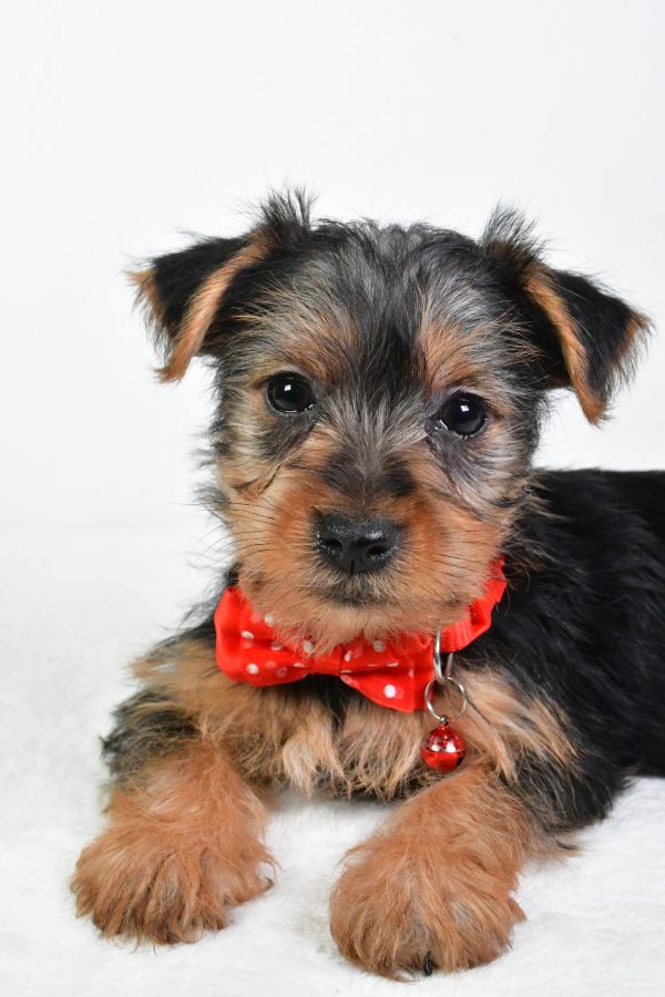 Mr. Elmo The Yorkshire Terrier - Image 4