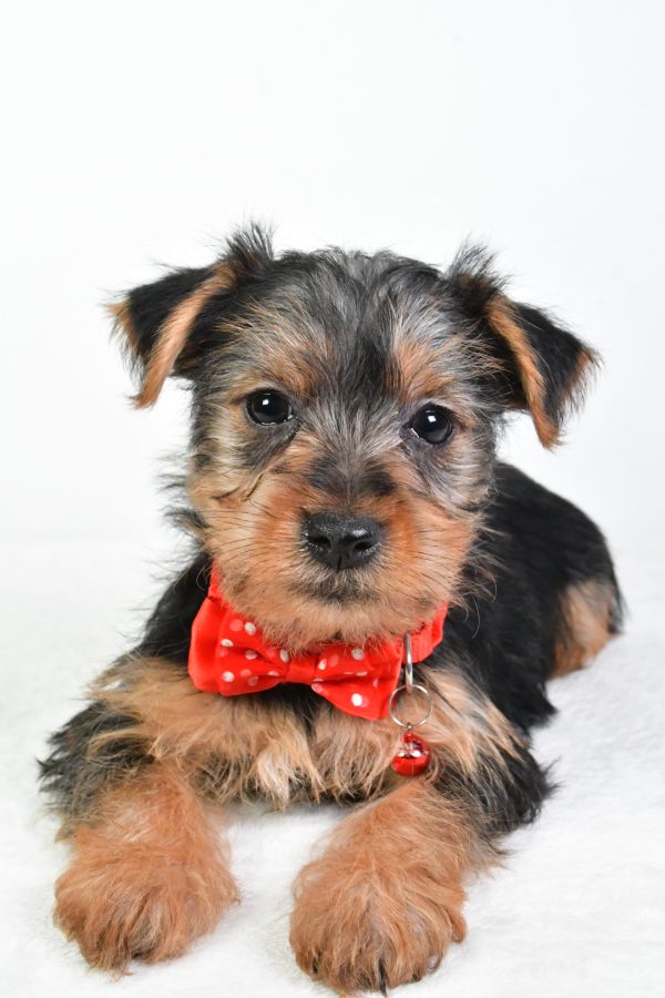 Mr. Elmo The Yorkshire Terrier - Image 5