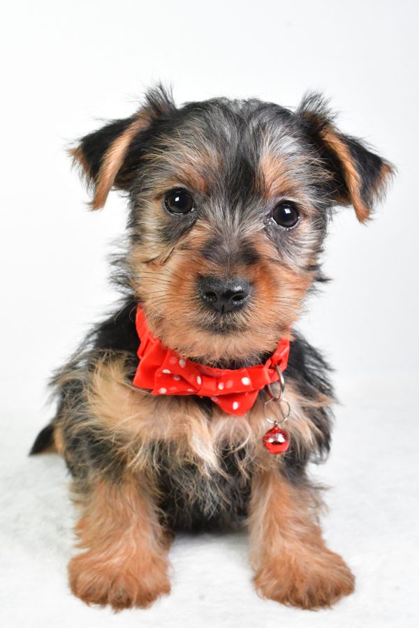 Mr. Elmo The Yorkshire Terrier - Image 2