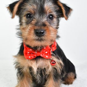 Mr. Elmo The Yorkshire Terrier
