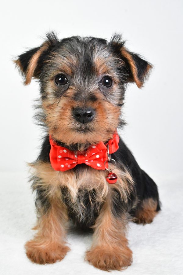 Mr. Elmo The Yorkshire Terrier