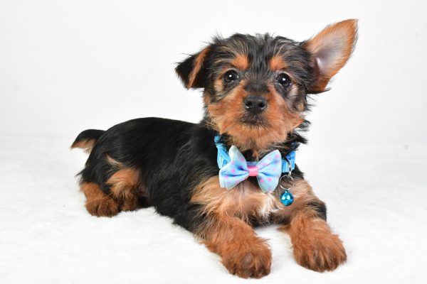 Mr. Esra The Yorkshire Terrier - Image 7