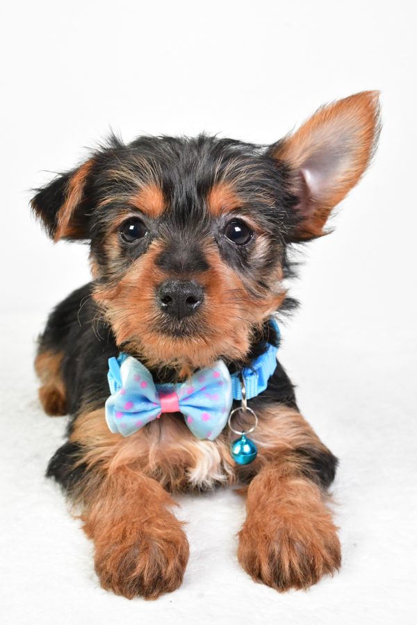 Mr. Esra The Yorkshire Terrier - Image 5