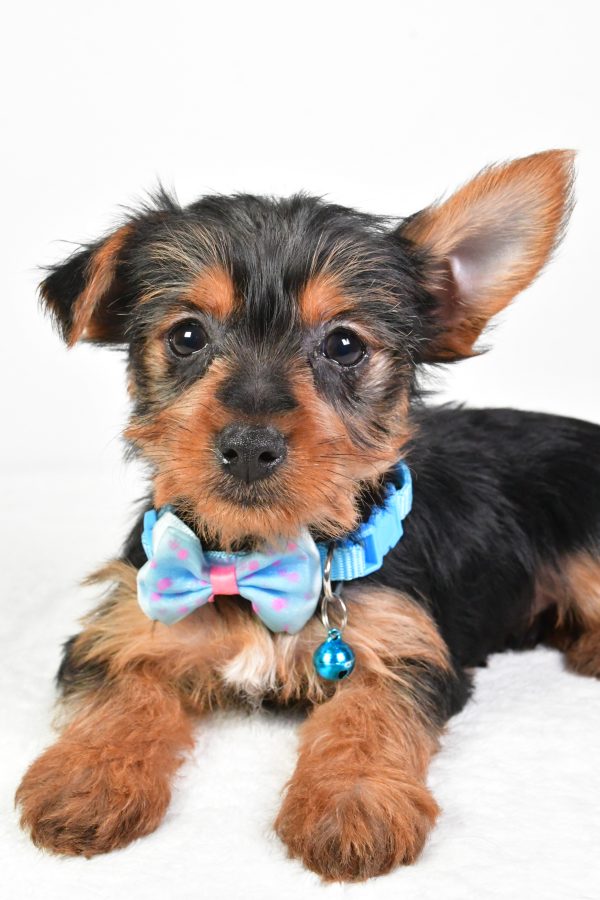 Mr. Esra The Yorkshire Terrier - Image 3