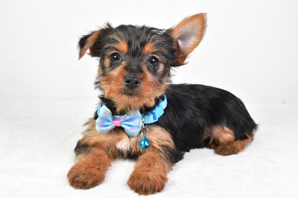 Mr. Esra The Yorkshire Terrier - Image 6