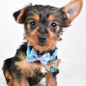 Mr. Esra The Yorkshire Terrier