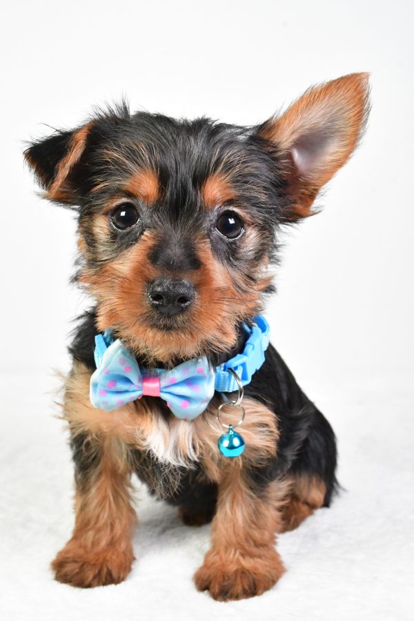 Mr. Esra The Yorkshire Terrier - Image 2