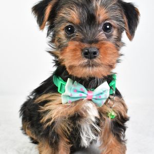 Mr. Eugene The Yorkshire Terrier