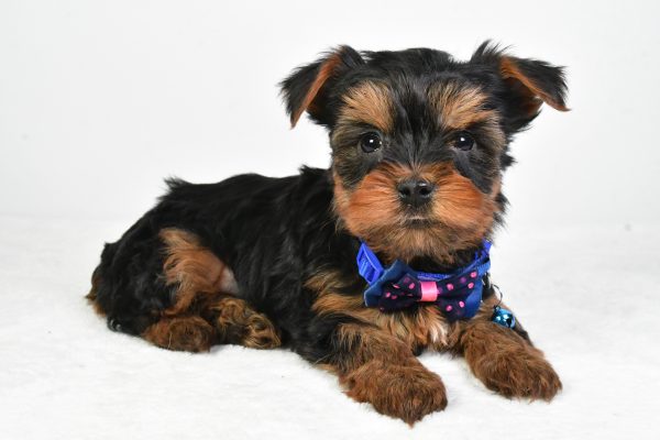 Mr. Randy The Yorkshire Terrier - Image 5