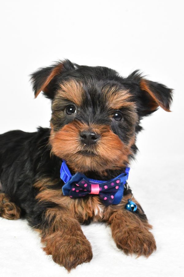 Mr. Randy The Yorkshire Terrier - Image 3