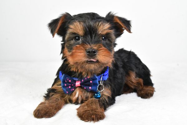 Mr. Randy The Yorkshire Terrier - Image 6