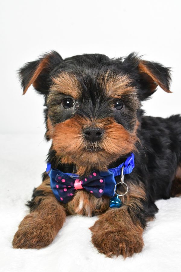 Mr. Randy The Yorkshire Terrier - Image 4