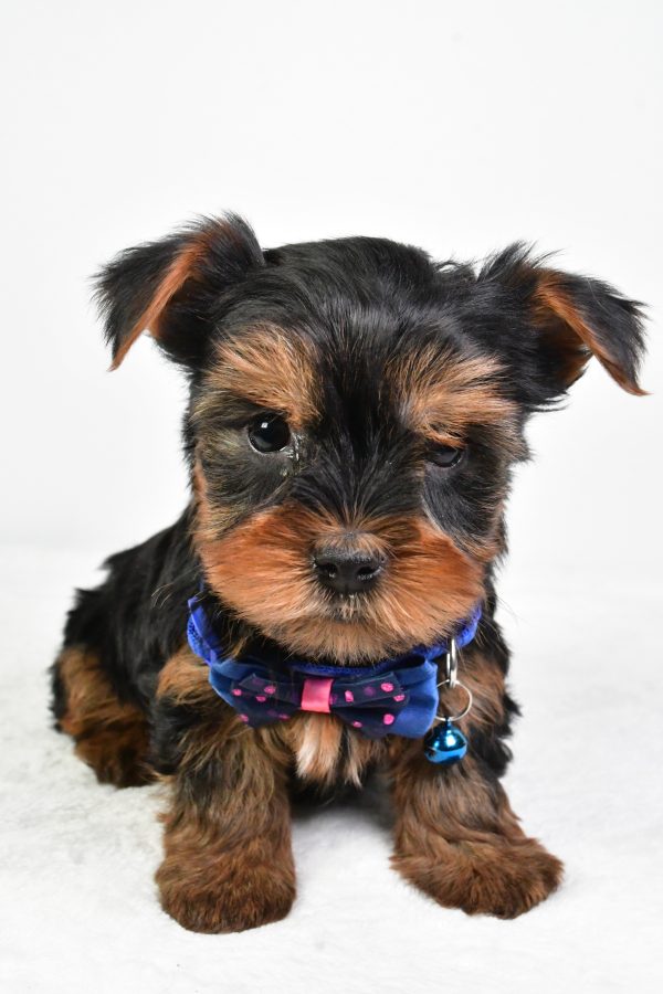 Mr. Randy The Yorkshire Terrier - Image 2