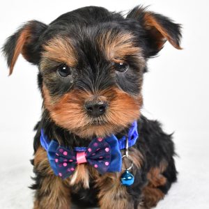 Mr. Randy The Yorkshire Terrier