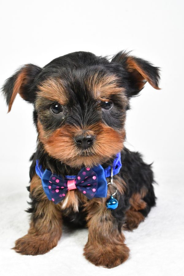 Mr. Randy The Yorkshire Terrier