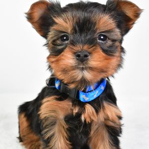 Mr. Rosker Tea Cup The Yorkshire Terrier