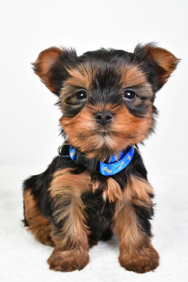 Mr. Rosker Tea Cup The Yorkshire Terrier