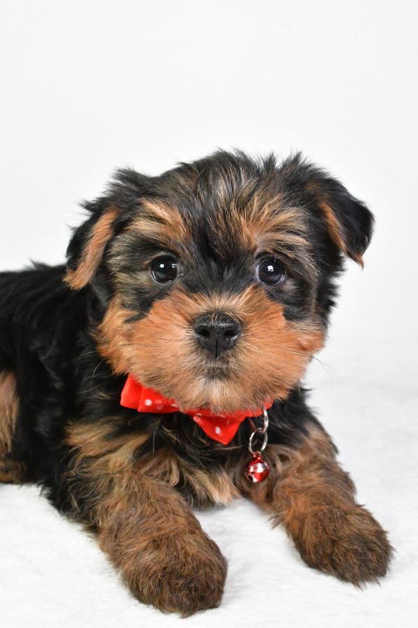 Mr. Rocky The Yorkshire Terrier - Image 4