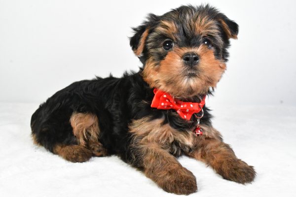 Mr. Rocky The Yorkshire Terrier - Image 6