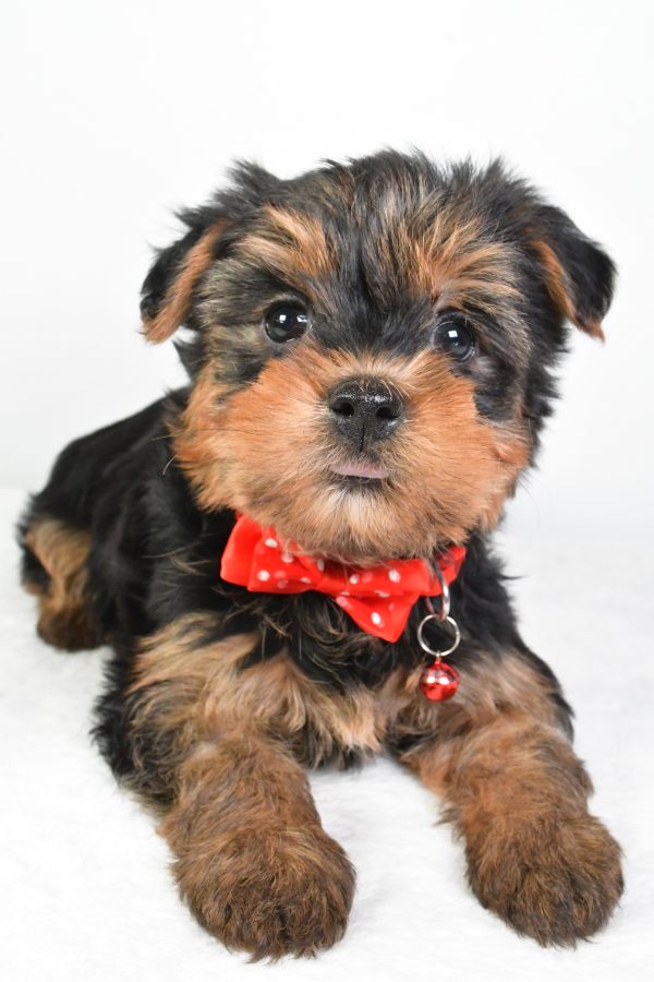 Mr. Rocky The Yorkshire Terrier - Image 5