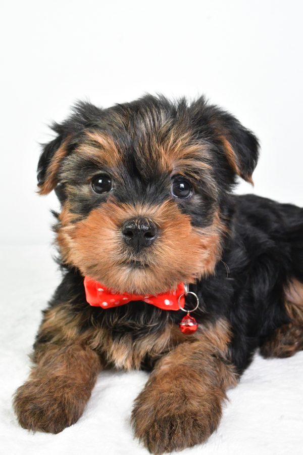 Mr. Rocky The Yorkshire Terrier - Image 3