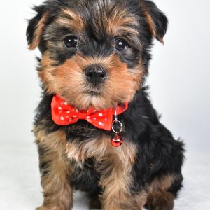 Mr. Rocky The Yorkshire Terrier
