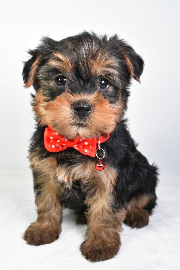 Mr. Rocky The Yorkshire Terrier