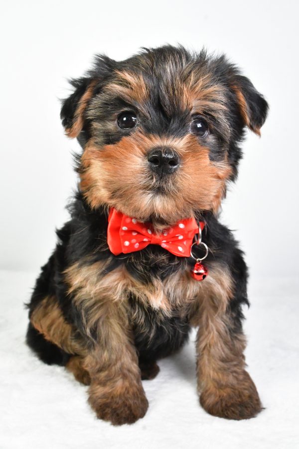 Mr. Rocky The Yorkshire Terrier - Image 2