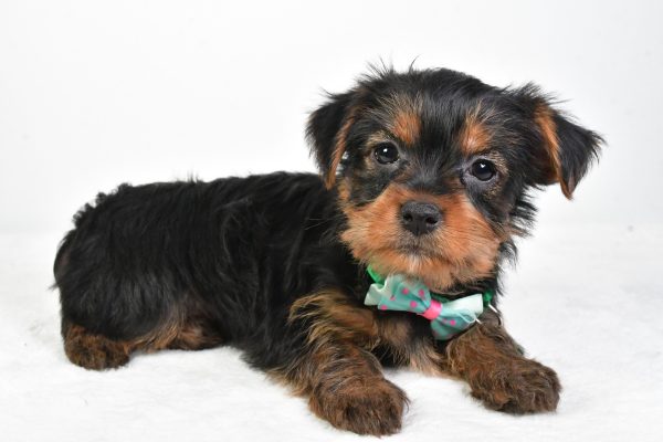 Mr. Reed The Yorkshire Terrier - Image 7