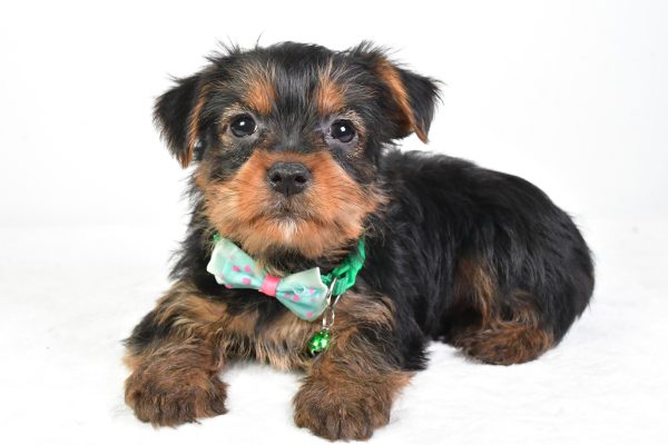 Mr. Reed The Yorkshire Terrier - Image 6