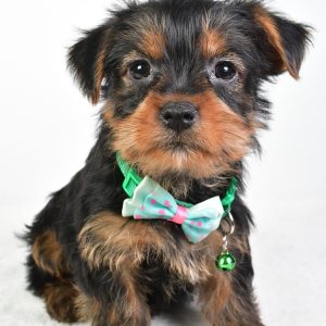 Mr. Reed The Yorkshire Terrier