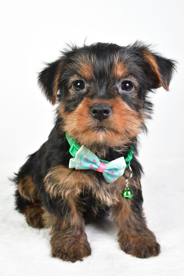 Mr. Reed The Yorkshire Terrier