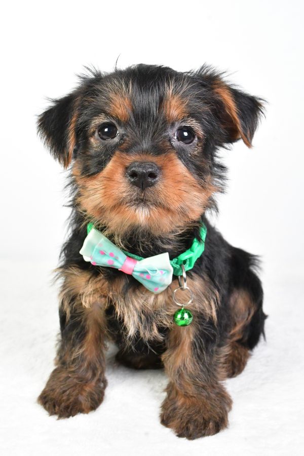 Mr. Reed The Yorkshire Terrier - Image 2