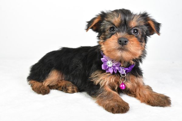 Miss Reagan The Yorkshire Terrier - Image 6