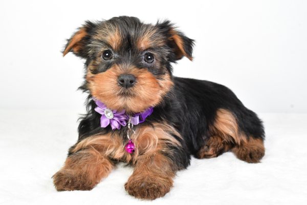 Miss Reagan The Yorkshire Terrier - Image 5