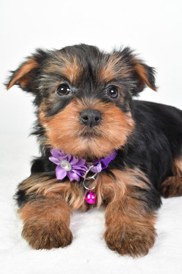 Miss Reagan The Yorkshire Terrier - Image 3