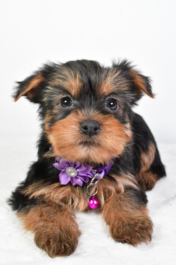 Miss Reagan The Yorkshire Terrier - Image 4