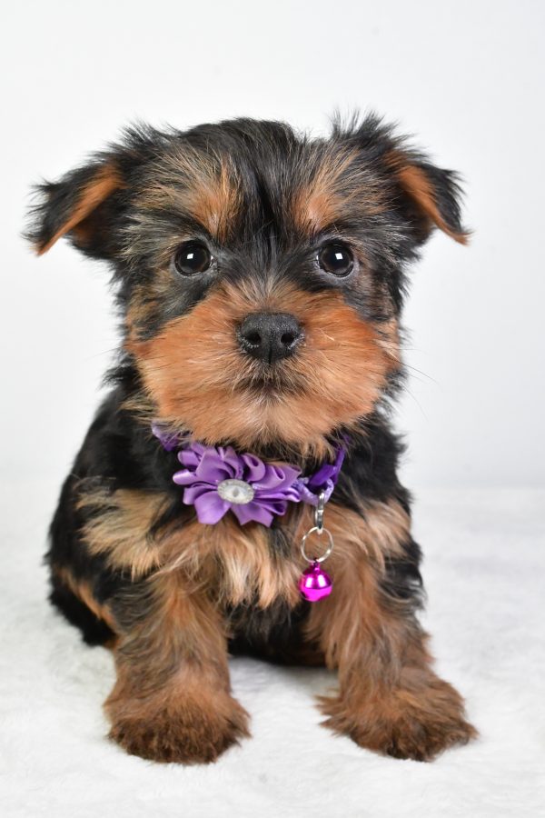 Miss Reagan The Yorkshire Terrier - Image 2