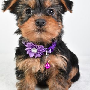 Miss Reagan The Yorkshire Terrier